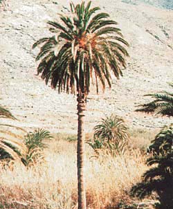 Canarias publica un decreto para favorecer la protección, conservación e identidad genética de la palmera canaria