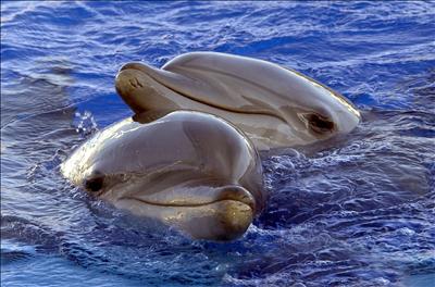 Hallados muertos unos cien delfines en la costa del mar Negro