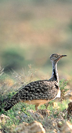 SEO/BirdLife valora negativamente la propuesta de nuevas ZEPA para Fuerteventura (29/05/06)