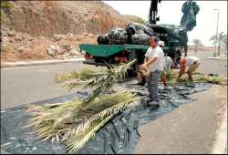 Agricultura tala 11 palmeras atacadas por el picudo rojo en un barranco de Mogán