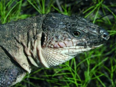 El programa de protección del lagarto gigante tendrá un presupuesto de 900.000 euros