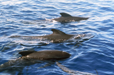 Eurodiputados Verdes conocerán cetáceos canarias y sus amenazas