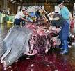 Según Oceana, Islandia sigue cazando ballenas pese a que no consigue vender su carne