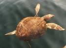Buceadores cuidan de tortuga boba enferma en aguas de La Gomera