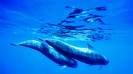 Los cetáceos huyen por las pruebas sísmicas del Teide