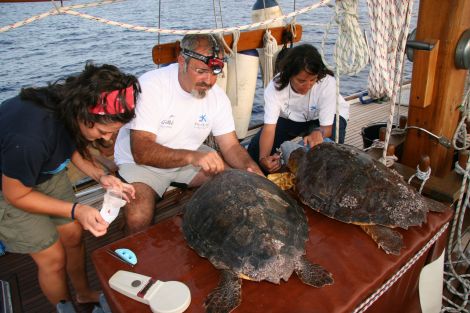 La Obra Social La Caixa presenta en Lanzarote el primer hospital en alta mar para la recuperación de fauna marina