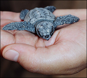 Reintroducción tortugas marinas en Canarias