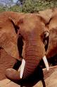 El tráfico de marfil pone a los elefantes en peligro de extinción