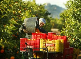 Gasolina de naranjas : Valencia se apunta a la investigación para extraer combustible de los cítricos