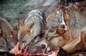 Adiestran a 30 mastines leoneses para defender el ganado de los lobos