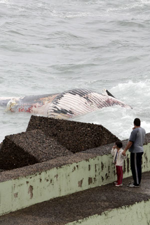 Un rorcual de 14 metros aparece muerto en la costa este de Gran Canaria