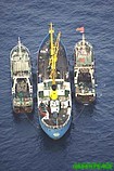 Greenpeace demanda nuevas medidas para evitar que el puerto de Las Palmas siga siendo un refugio para la pesca pirata