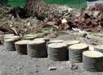 Palmeras centenarias sustituidas por modernas farolas en una zona ajardinada de capital Gomera