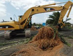 Los ecologistas acusan a Mario Pérez de mentir sobre el derribo de varias palmeras en Playa Honda