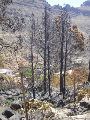 El Gobierno de Canarias tiene las únicas cifras reales sobre los incendios de las islas