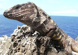 Nacen los primeros lagartos gigantes en El Hierro en 2007