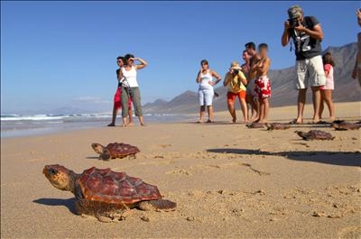 Cabo Verde y Canarias construirán centro referencia Atlántico para tortugas