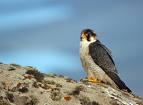 Aumenta la presencia del halcón Tagarote en Canarias
