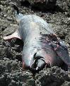 Hallan varado un delfín muerto en la playa de la Punta de Abona