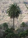 Talan palmeras centenarias para evitar el riesgo de incendio