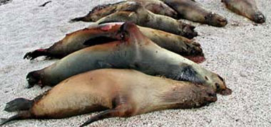 La masacre de leones marinos en las Galápagos dispara las alarmas