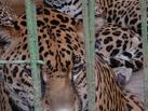 Dos zoológicos de Canarias incumplen las condiciones legales para estar abiertos
