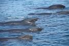 El Ejecutivo canario estudia el comportamiento de los cetáceos