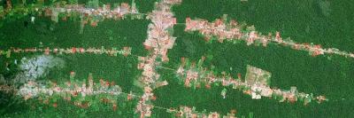 Deforestar el Amazonas se paga... a veces