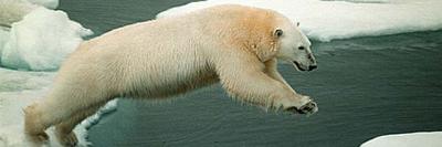 Abatido a tiros el primer oso polar que llega a Islandia en 20 años