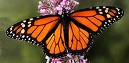 La deforestación pone en jaque a las mariposas monarca