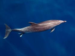 Fotografiado el parto de un delfín mular en Canarias