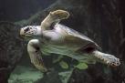 Almeria acoge a una nueva población de tortugas bobas