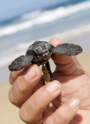 Ampliar imagenUn ejemplar de tortuga boba. (EFE)Nacen las primeras tortugas de huevos traídos de Cabo Verde