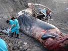 Setenta y tres cetáceos vararon en las costas Canarias en 2008, sólo uno volvió al mar