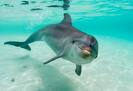 La sobrepesca deja sin alimento a depredadores como el delfín o el atún