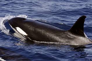 Un grupo de 14 orcas se pasea por aguas canarias
