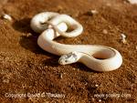 Efectivos de Medio Ambiente de Canarias capturan a 103 serpientes de Real de California en Gran Canaria