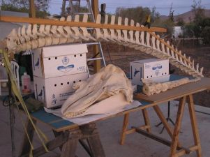 El esqueleto del calderón tropical varado en Lobos se exhibirá en el islote