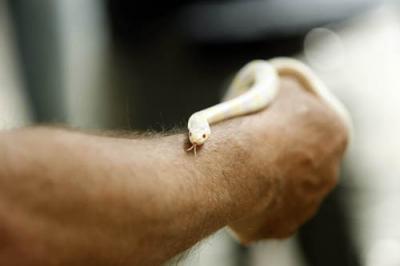 La nueva campaña para capturar serpientes se adelanta a febrero