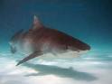 Oceana remite más de 6.000 firmas a Medio Ambiente para reclamar la protección de once especies de tiburón