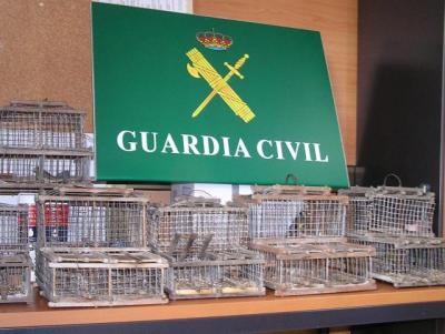 Desarticulada una red fraudulenta de aves protegidas en Canarias
